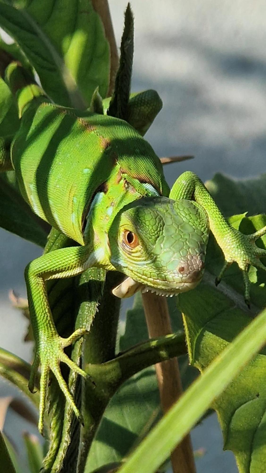 Villasjungle 2
